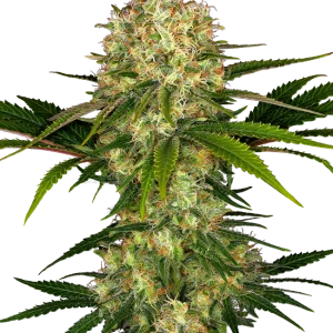 AFGHANI 1 FEM X3 SENSI SEEDS