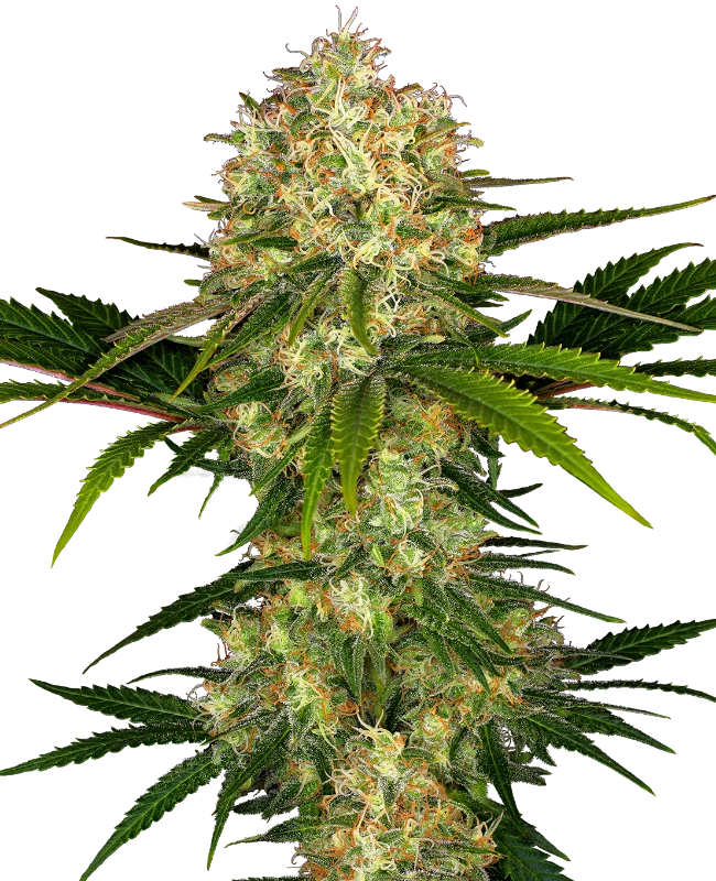 AFGHANI 1 FEM X3 SENSI SEEDS