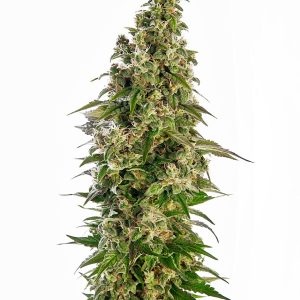 AFGHANI 1 AUTO X3 SENSI SEEDS