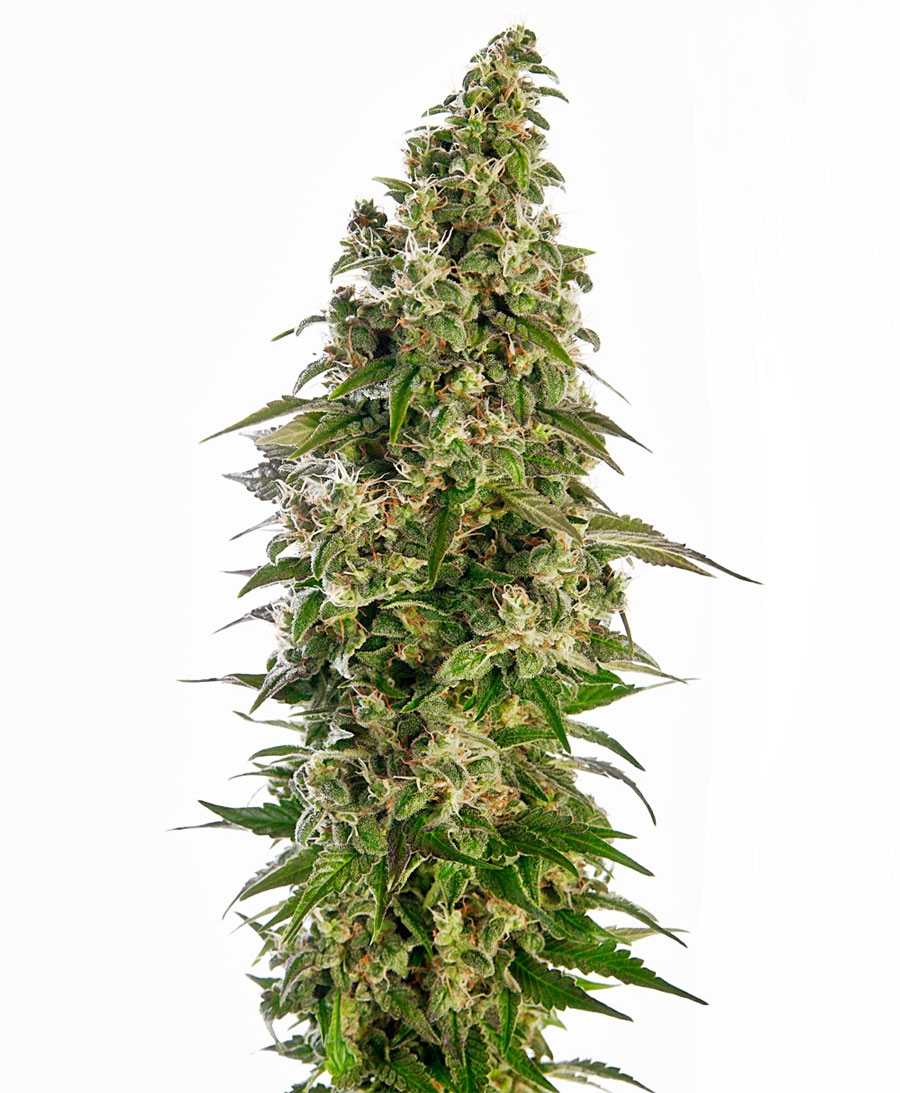AFGHANI 1 AUTO X3 SENSI SEEDS