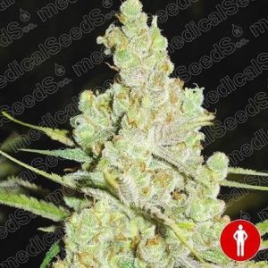 2046 FEM X3+2-MEDICAL SEEDS