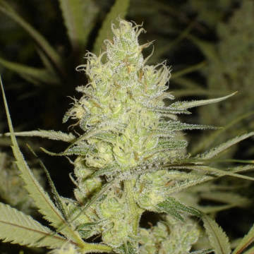 1024 FEM X3+2-MEDICAL SEEDS