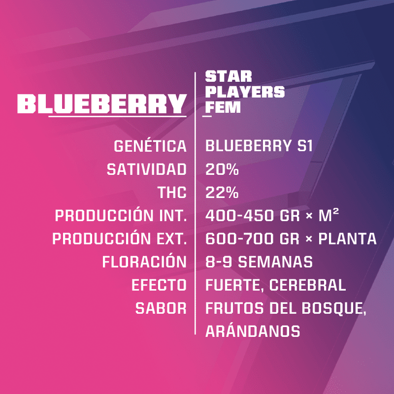 BLUE BERRY FEM X4-BSF - Imagen 2