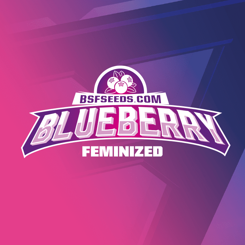 BLUE BERRY FEM X4-BSF - Imagen 3