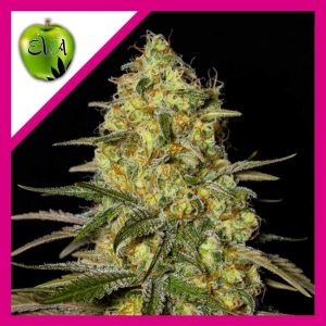BLACK DREAM FEM X3+1-EVA SEEDS