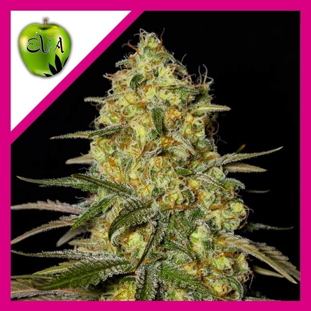 BLACK DREAM FEM X3+1-EVA SEEDS