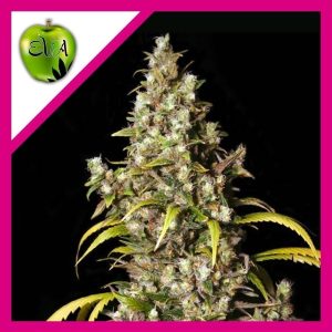 MONSTER FEM X3+1-EVA SEEDS