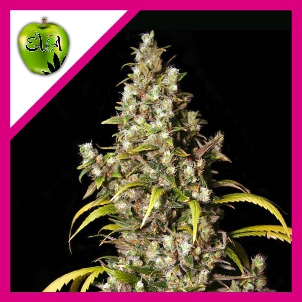 MONSTER FEM X3+1-EVA SEEDS