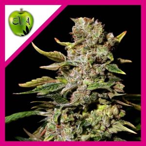 TNT KUSH FEM X3+1-EVA SEEDS