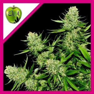 VENENO FEM X3+1-EVA SEEDS