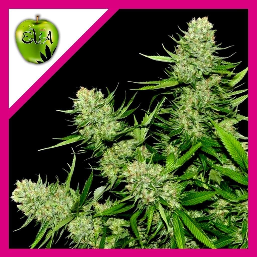VENENO FEM X3+1-EVA SEEDS