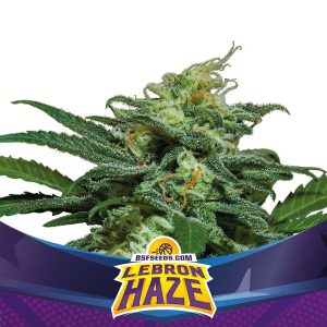 LEBRON HAZE XXL AUTO X4 -BSF