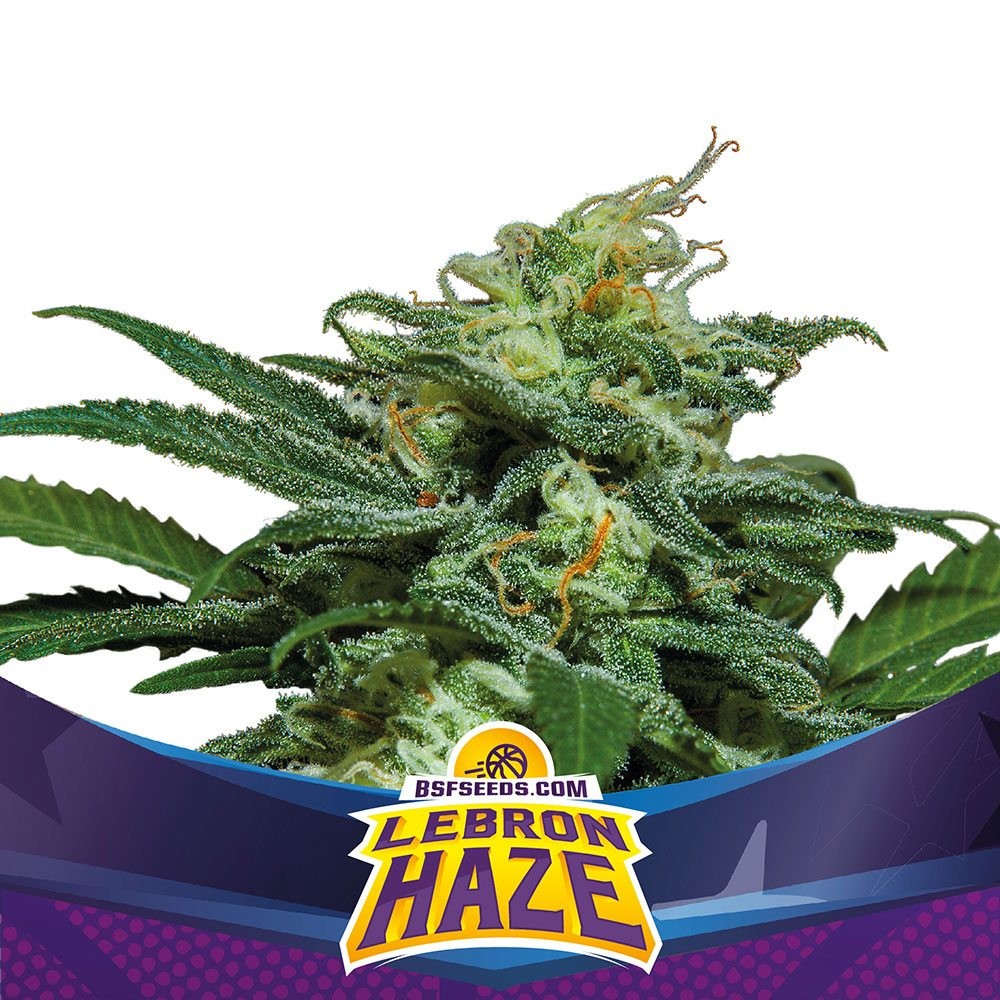 LEBRON HAZE XXL AUTO X4 -BSF