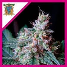 CREAM CARAMEL F1 FEM (3+1)-SWEET SEEDS
