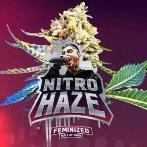 NITRO HAZE FEM X4-BSF