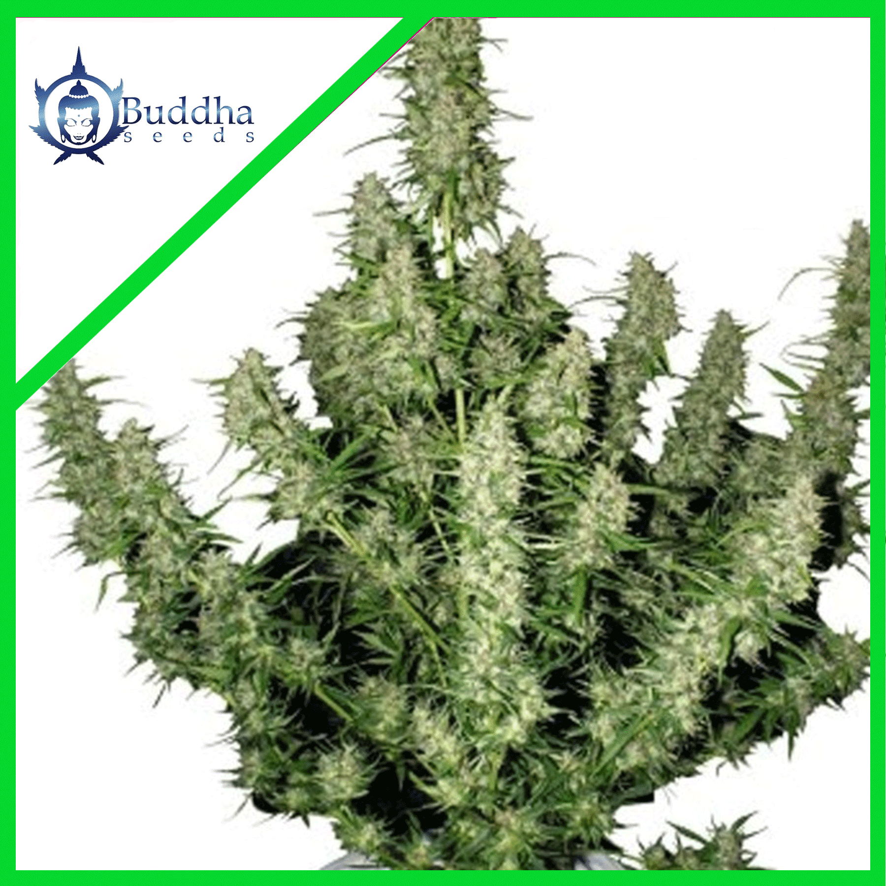 MAGNUM AUTO X3+1-BUDDHA SEEDS