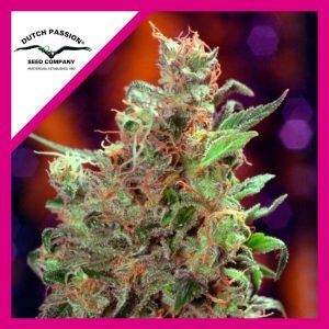 CALIFORNIAN ORANGE FEM X100-DUTCH PASSION
