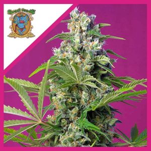 GORILLA GIRL FEM X3+1-SWEET SEEDS