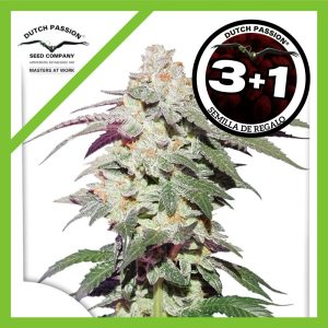 SKYWALKER HAZE FEM X3+1-DUTCH PASSION