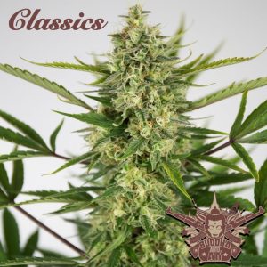 AK CLASSICS AUTO X3+1-BUDDHA SEEDS