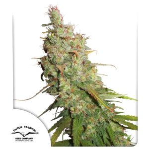 AUTO DESFRAN X3 DUTCH PASSION
