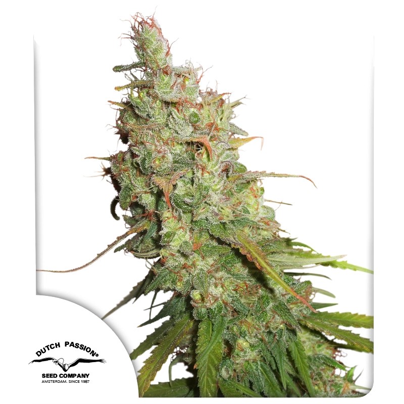 AUTO DESFRAN X3 DUTCH PASSION
