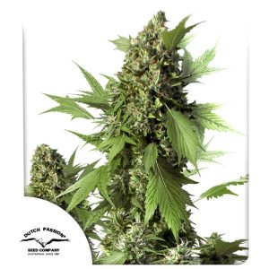 AUTO DUCK X3 DUTCH PASSION