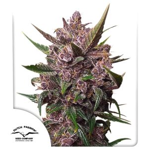 BLACKBERRY KUSH AUTO X3 DUTCH PASSION