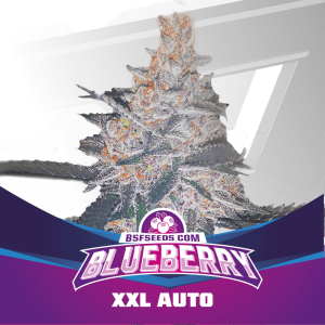 BLUE BERRY AUTO X4-BSF