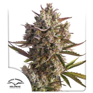 BLUEBERRY AUTO X3-DUTCH PASSION