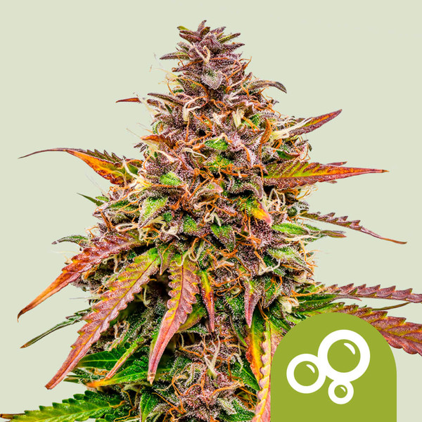 BUBBLE KUSH AUTO X3-ROYAL QUEEN SEEDS - Imagen 2