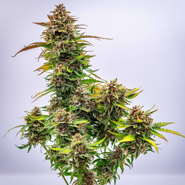BUBBLE KUSH AUTO X3-ROYAL QUEEN SEEDS - Imagen 3