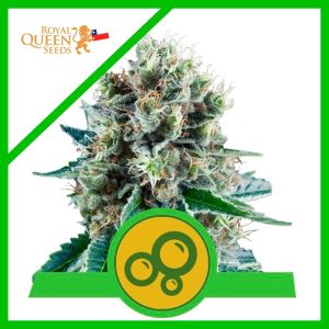 BUBBLE KUSH AUTO X3-ROYAL QUEEN SEEDS