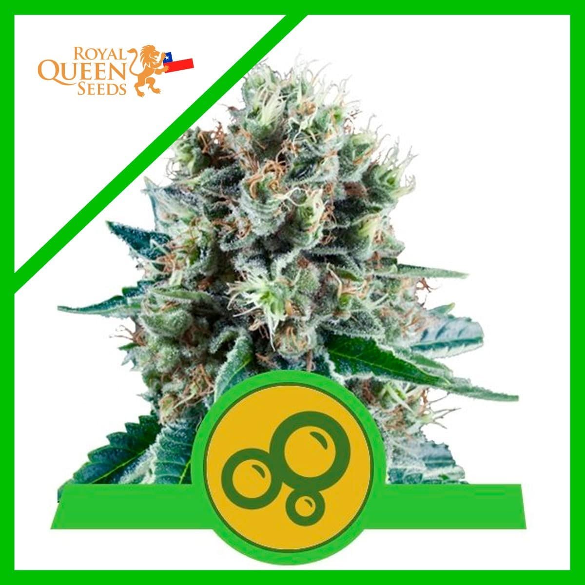 BUBBLE KUSH AUTO X3-ROYAL QUEEN SEEDS