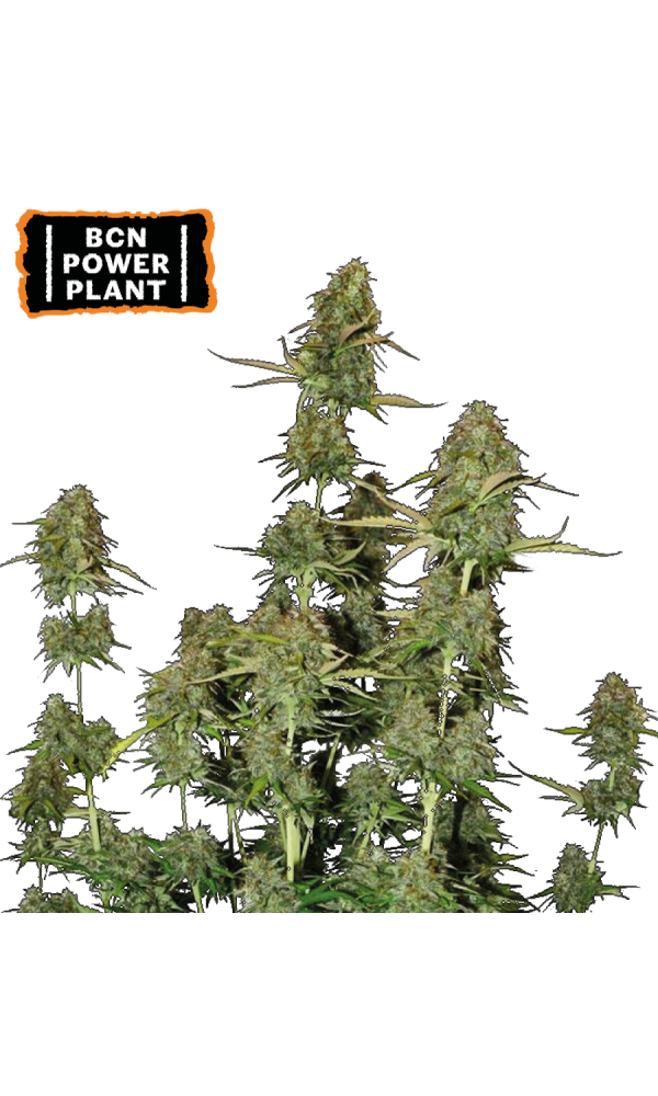 BCN POWER PLANT AUTO X3 SEEDSTOCKERS - Imagen 2