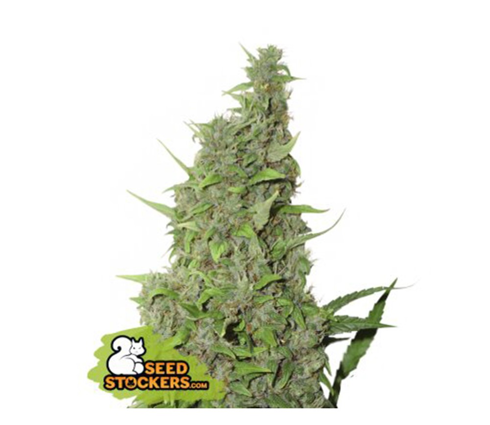 BCN POWER PLANT AUTO X3 SEEDSTOCKERS