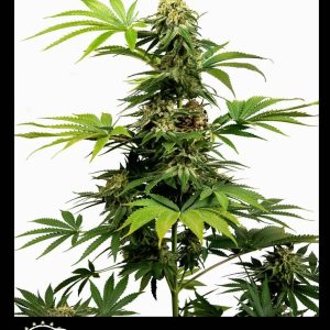 BLACK HARLEQUIN X 3 SENSI SEEDS