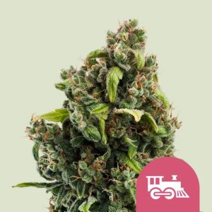CANDY KUSH EXPRESS FAST FEM X10-ROYAL QUEEN