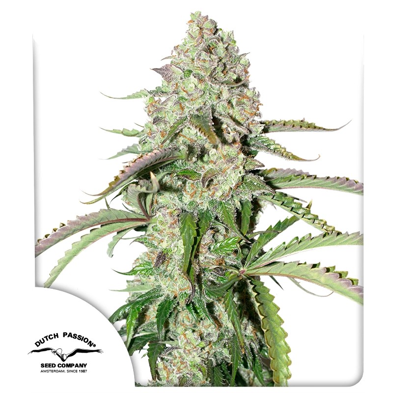 COLORADO COOKIES AUTO X3 -DUTCH PASSION