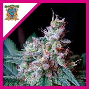 CREAM CARAMEL FEM X3+1-SWEET SEEDS