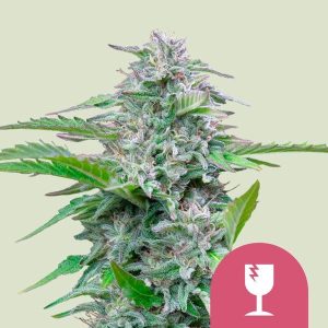 CRITICAL FEM X10-ROYAL QUEEN SEEDS