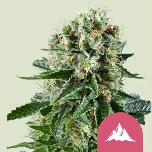 CRITICAL KUSH FEM X10-ROYAL QUEEN
