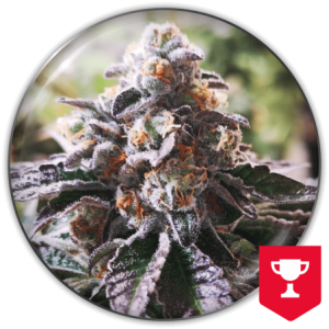 COOKIES PURPLE PUNCH FEM X3+2MEDICAL SEEDS