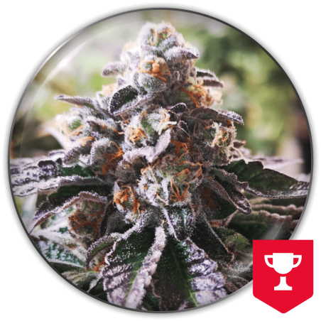 COOKIES PURPLE PUNCH FEM X3+2MEDICAL SEEDS