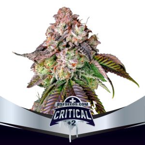 CRITICAL +2 FEM X7 - BSF