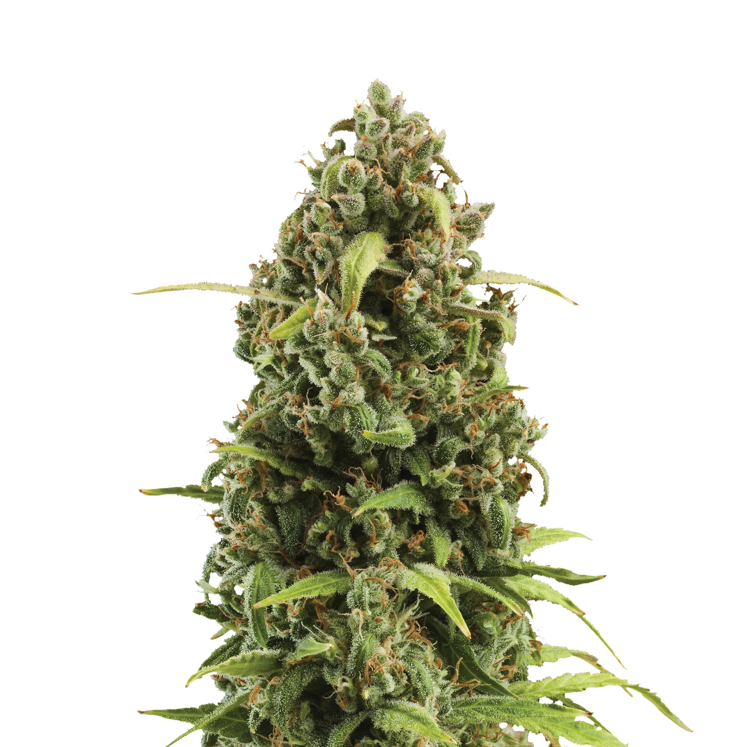 DIESEL AUTO X3-ROYAL QUEEN SEEDS - Imagen 2