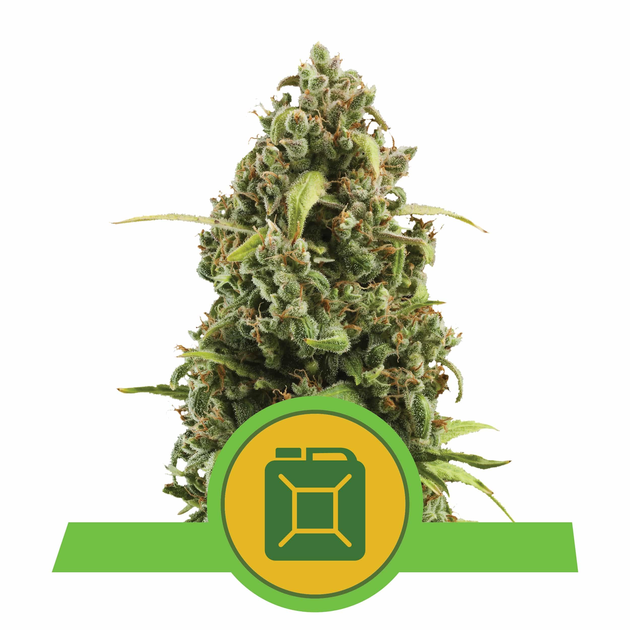 DIESEL AUTO X3-ROYAL QUEEN SEEDS