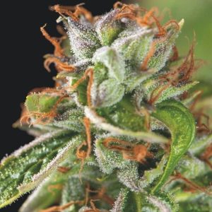 DOUBLE OG HAZE FEM X3+1-PYRAMID SEEDS