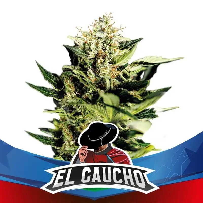 EL GAUCHO FASTER SP X4-BSF