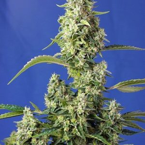 GORILLA GIRL XL AUTO X3+1-SWEET SEEDS